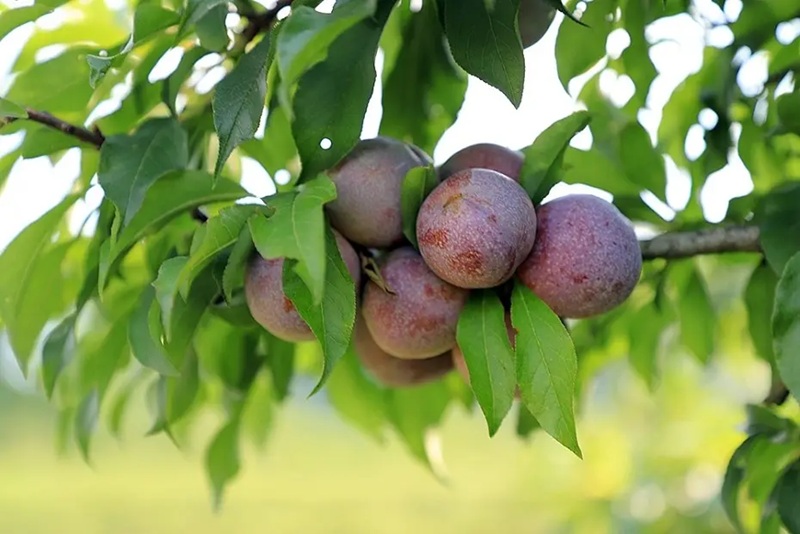 Mùa mận, mùa đào