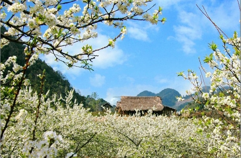 Mùa hoa ban trắng