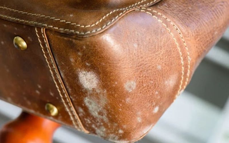 Nguyên nhân khiến sofa da bị mốc